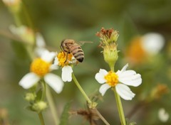 Apis mellifera
