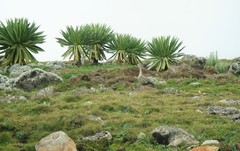 Cyanochen cyanoptera