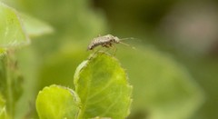 Pterygota