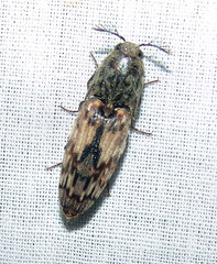 Pherhimius fascicularis