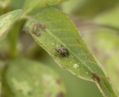 Pterygota