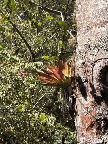 Tillandsia biflora, photograph 5