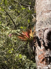 Tillandsia biflora, photograph (c) Chloe Lynn, some rights reserved (CC BY)