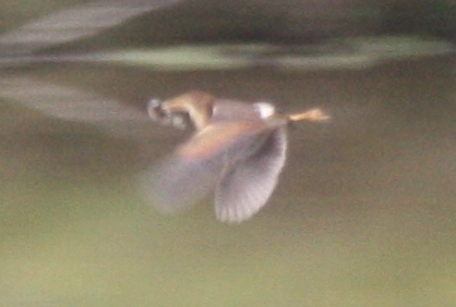 Botaurus exilis