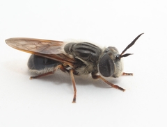 Callicera erratica