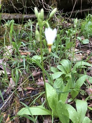 Primula meadia