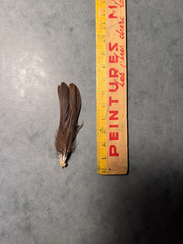 Plume de Accenteur mouchet