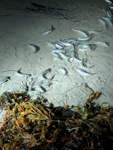 Leuresthes tenuis