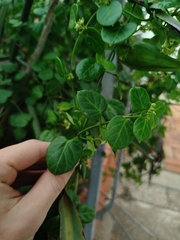 Cynanchum obtusifolium, photograph (c) Amy Riordan, some rights reserved (CC BY)