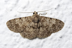 Diplurodes semicircularis