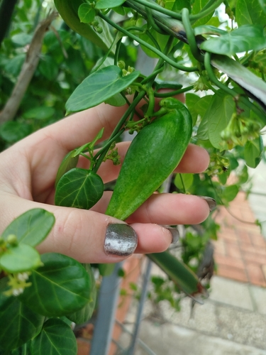 Cynanchum obtusifolium, photograph 5