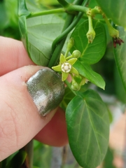 Cynanchum obtusifolium, photograph (c) Amy Riordan, some rights reserved (CC BY)