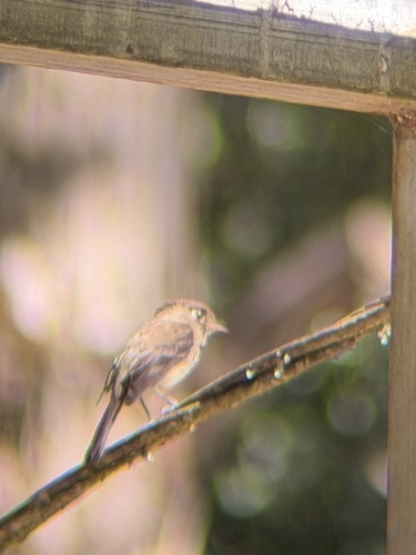 Black-capped Flycatcher (Empidonax atriceps), photo 2