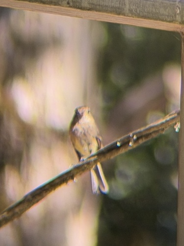 Black-capped Flycatcher (Empidonax atriceps), photo 3