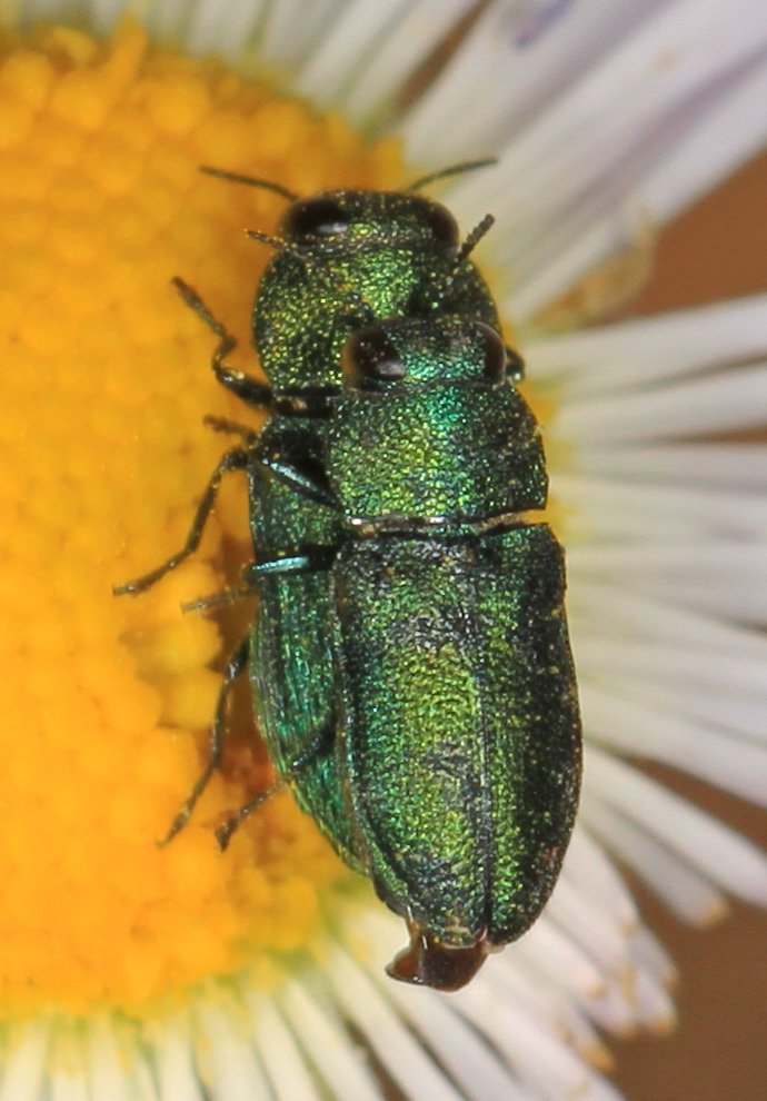 Anthaxiini