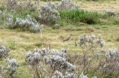 Vanellus melanocephalus
