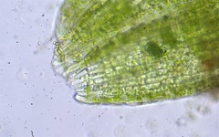 Cephaloziella hampeana