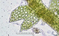 Cephaloziella hampeana
