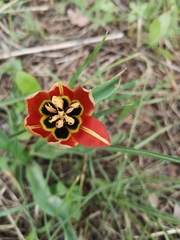 Tulipa agenensis