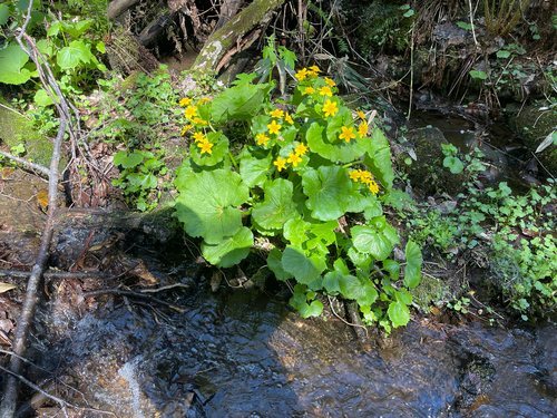 Caltha fistulosa iNat (2)