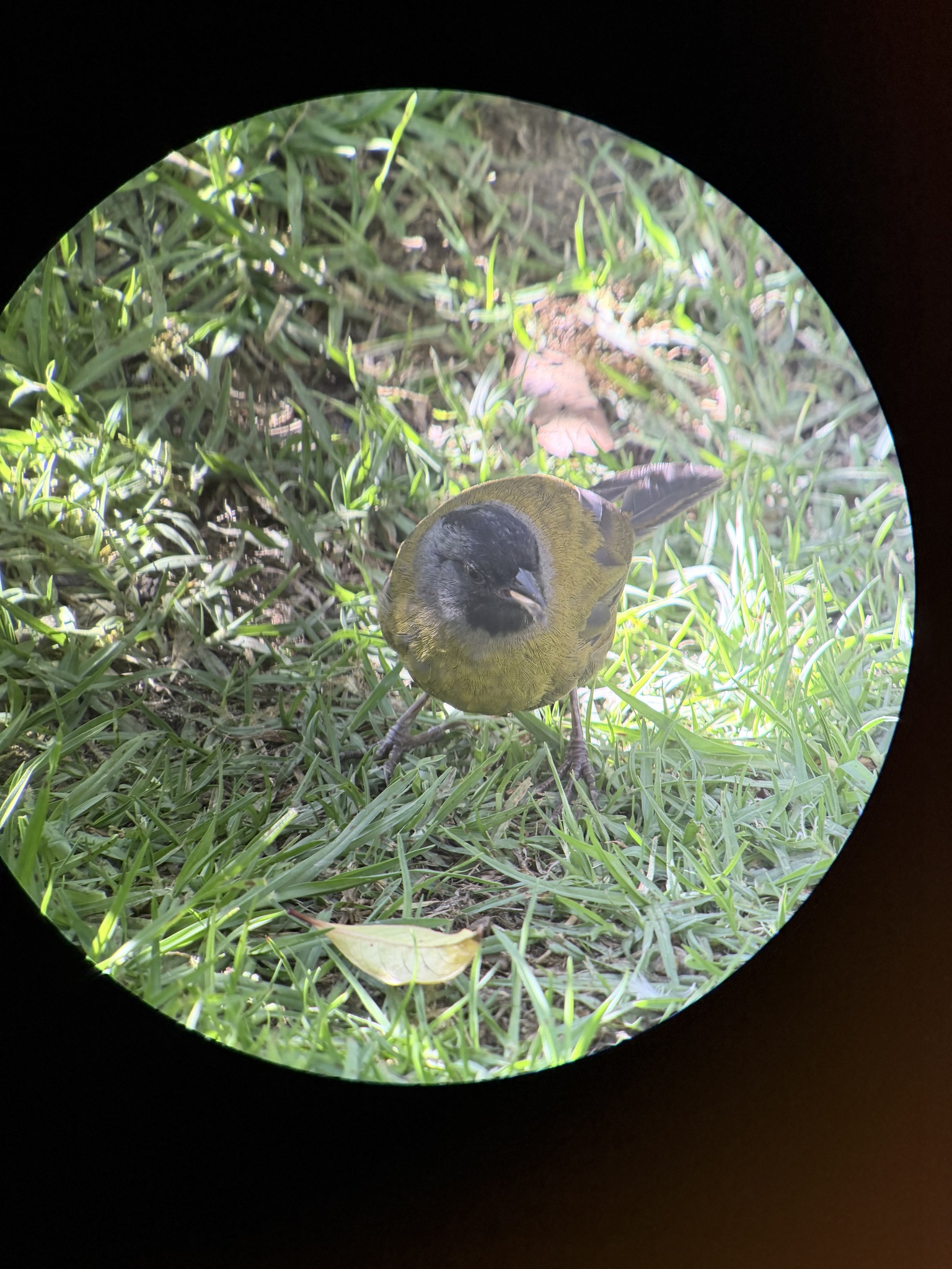 Large-footed Finch (Pezopetes capitalis), photo 6