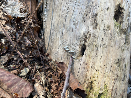 splitgill mushroom
