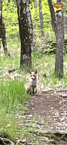 Red Fox