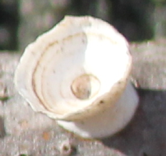 Poronidulus conchifer image