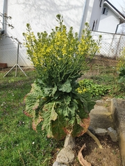 Brassica oleracea viridis