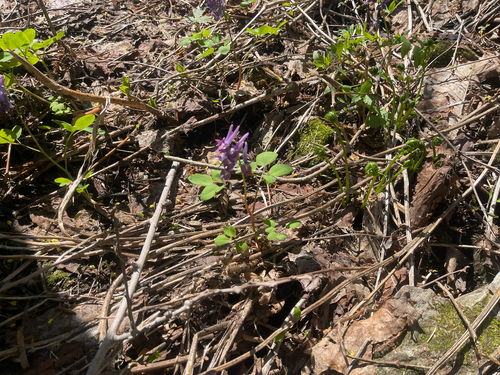 Corydalis fumariifolia azurea