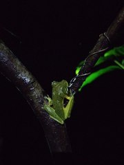 Rhacophorus edentulus