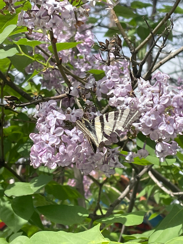 Scarce Swallowtail