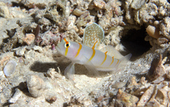 Amblyeleotris randalli