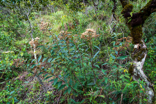 Bee bush