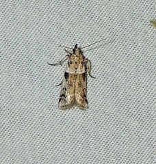 Laetilia dilatifasciella