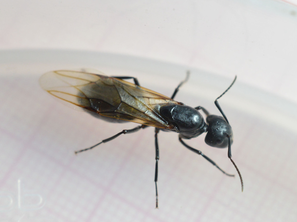 Hairy Carpenter Ant