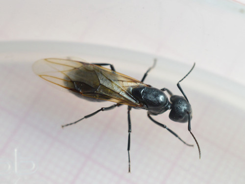 (c) Dimitǎr Boevski, some rights reserved (CC BY), uploaded by Dimitǎr Boevski