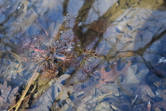Ranunculus flabellaris