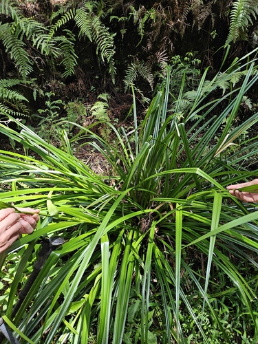 Scirpus ternatanus, photograph 3