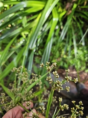 Scirpus ternatanus, photograph (c) Yu-Chang Chen, some rights reserved (CC BY)