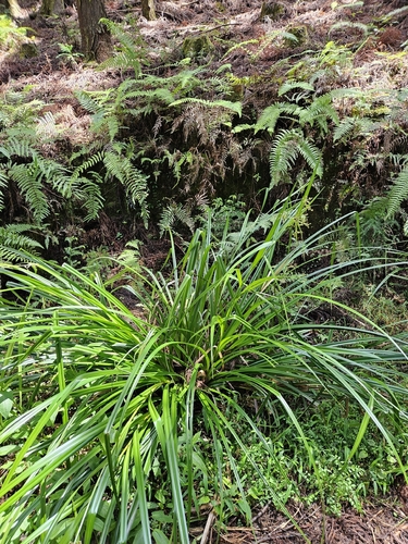 Scirpus ternatanus, photograph 5