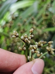 Scirpus ternatanus, photograph (c) Yu-Chang Chen, some rights reserved (CC BY)