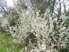 Prunus spinosa