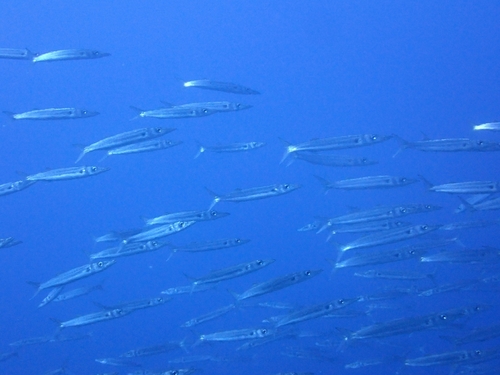 Grootoog-barracuda (Sphyraena forsteri) — Sphyraenidae — 4