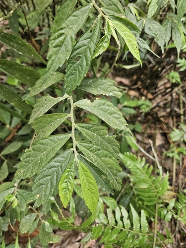 Elatostema lineolatum, photograph 4