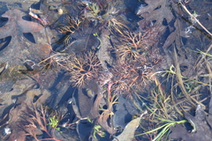 Ranunculus flabellaris