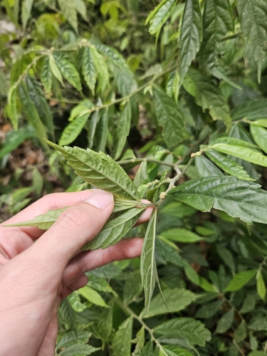 Elatostema lineolatum, photograph 5
