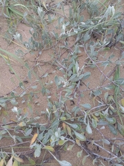 Senecio crassiflorus