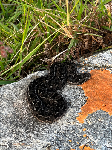 Berg Adder
