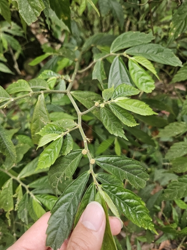 Elatostema lineolatum, photograph 6